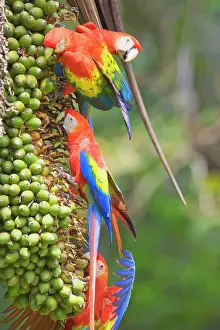 Corcovado National Park Animals Prints: Scarlet Macaws (Ara macao) perching on a tree