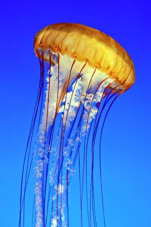 Sea nettle jellyfish (chrysaora fuscescens), Monterey Aquarium, California Sea nettle jellyfish (chrysaora fuscescens), Monterey Aquarium, California