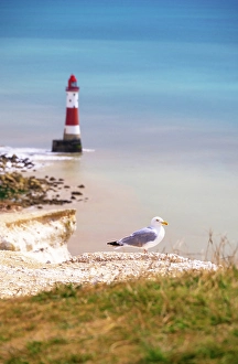 South Downs National Park Prints: Seagull, Beachy Head chalk cliffs