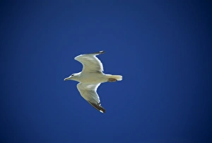 Seagull Flight Prints: Seagull in flight