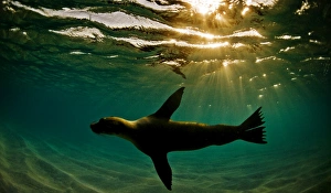 A sealion in the Galapagos, Ecuador, South America A sealion in the Galapagos, Ecuador, South America
