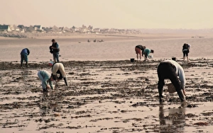 Searching for seafood on beach, Vanlee Haven, Cotentin Peninsula, Manche Searching for seafood on beach, Vanlee Haven, Cotentin Peninsula, Manche