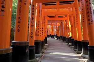 Senbon Torii (1, 000 Torii gates), Fushimi Inari Taisha shrine, Kyoto, Japan, Asia Senbon Torii (1, 000 Torii gates), Fushimi Inari Taisha shrine, Kyoto, Japan, Asia