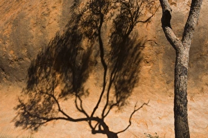 Northern Territory Landscape Photography Prints: Shadow of tree on Uluru (Ayers Rock), Uluru-Kata Tjuta National Park, Northern Territory