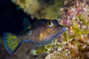 West Indies Wildlife Prints: Sharpnose puffer (Canthigaster rostrata)