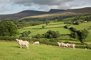 Sheep below Black Mountain, Llanddeusant, Brecon Beacons National Park, Carmarthenshire Sheep below Black Mountain, Llanddeusant, Brecon Beacons National Park, Carmarthenshire