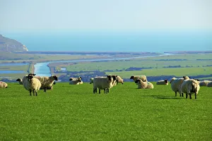 United Kingdom Landscapes Prints: Sheep with Cuckmere Haven in the background, East Sussex, England, United Kingdom, Europe