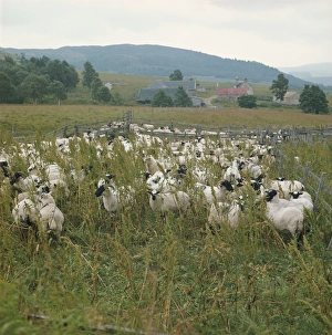 Great Britain Animal Images Prints: Sheep farm