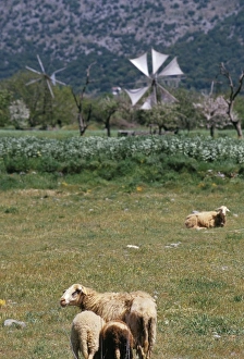 Sheep In Crete Prints: Sheep in a field