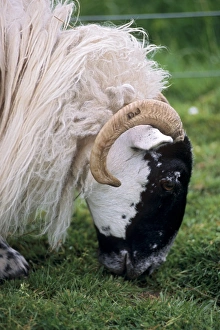 Great Britain Nature Scenes Prints: Sheep grazing
