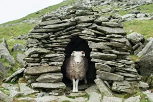 Sheep Prints: Print of a sheep in an old stone shelter on Coniston trail