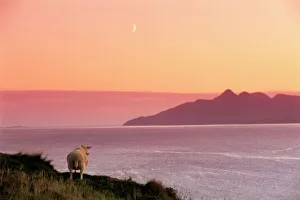 Isle Of Skye Prints: Sheep Print from the Isle of Rum, Scotland