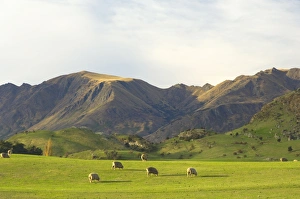 South Island Scenic View Prints: Sheep, Wanaka