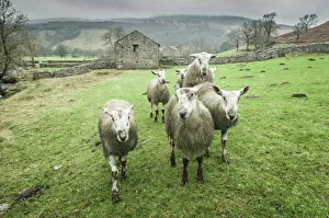 Sheep Prints: Sheep in Wharfedale Print