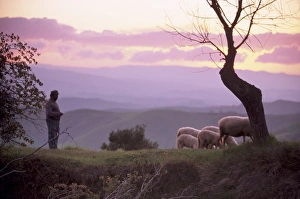 Volterra Italy Prints: Shepherd and sheep at dusk