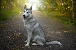 Siberian Husky dog side view, sitting and looking into camera, Italy, Europe Siberian Husky dog side view, sitting and looking into camera, Italy, Europe