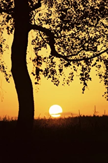 Birch Tree Silhouette Prints: Silhouette of birch tree and setting sun