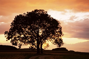 Bavaria Evening Landscape Prints: Silhouette of a tree at sunset