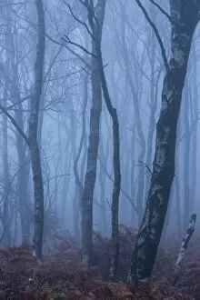 Images Dated 30th October 2014: Silver birch (Betula pendula) trees and dawn fog in October, Peak District, Derbyshire