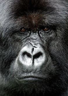 Images Dated 6th December 2008: Silverback gorilla looking intensely, in the Volcanoes National Park, Rwanda, Africa