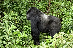 Silverback Mountain Gorilla Print