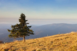 Rolling Hills Baden Wurttemberg Prints: Single tree, Belchen Mountain, Black Forest, Baden Wurttemberg, Germany, Europe