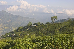 West Bengal Tourism Prints: Singtom tea garden