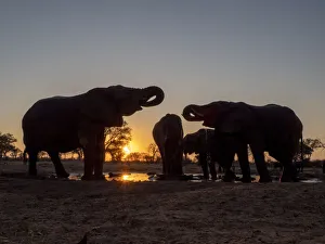 A small herd of African bush elephants (Loxodonta africana) A small herd of African bush elephants (Loxodonta africana)