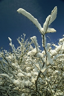 Winter Tree Branches Prints: Snow covered tree branches in winter