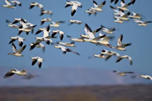 Snow goose (Chen caerulescens) flock in flight, Bosque del Apache National Wildlife Refuge Snow goose (Chen caerulescens) flock in flight, Bosque del Apache National Wildlife Refuge