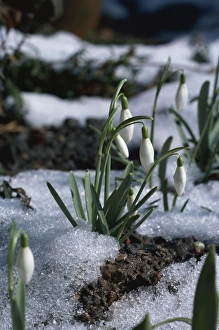 Spring Flowers Blooming Prints: Snowdrops in spring