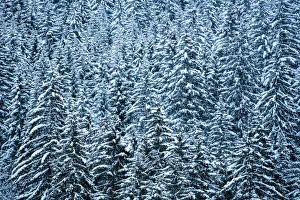 Snowy forest winter landscape, Avoriaz, Port du Soleil, Auvergne Rhone Alpes, Alps Snowy forest winter landscape, Avoriaz, Port du Soleil, Auvergne Rhone Alpes, Alps