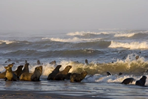 South African fur seal (Arctocephalus pusillus) colony South African fur seal (Arctocephalus pusillus) colony