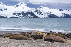 Southern elephant seals (Mirounga leonina), Peggotty Bluff, South Georgia, South Atlantic Ocean, Polar Regions Southern elephant seals (Mirounga leonina), Peggotty Bluff, South Georgia, South Atlantic Ocean, Polar Regions