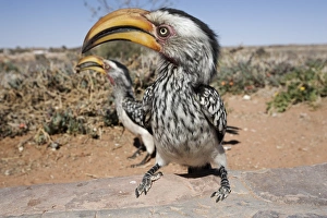 Southern yellowbilled hornbill (Tockus leucomelas) Southern yellowbilled hornbill (Tockus leucomelas)