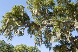 Outdoor Photography USA Prints: Spanish Moss in tree