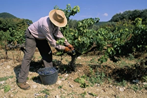 Spanish seasonal worker picking grapes, Seguret region, Vaucluse, Provence Spanish seasonal worker picking grapes, Seguret region, Vaucluse, Provence