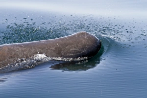 Central America Sea Creatures Prints: Sperm whale (Physeter macrocephalus) surfacing