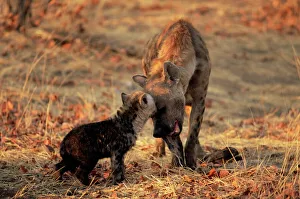 Spotted hyena (Crocuta crocuta) and young, Mashatu Game Reserve, Botswana, Africa Spotted hyena (Crocuta crocuta) and young, Mashatu Game Reserve, Botswana, Africa