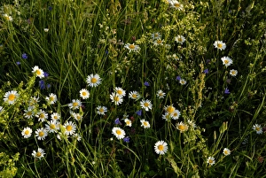 European Wild Flowers Prints: Spring alpine flowers