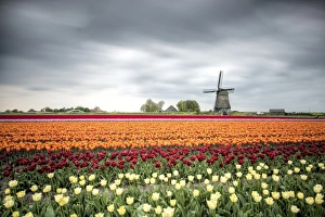 Tulip Fields Netherlands Prints: Spring clouds over fields of multicolored tulips and windmill, Berkmeer, Koggenland