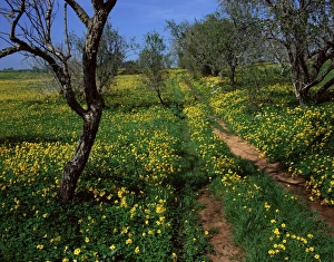 European Nature Trails Prints: Spring flowers