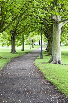 Spring In England Prints: Spring trees on The Stray in spring