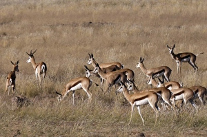 Springbok (Antidorcas marsupialis), Huab River Valley, Torra Conservancy, Damaraland, Namibia, Africa Springbok (Antidorcas marsupialis), Huab River Valley, Torra Conservancy, Damaraland, Namibia, Africa