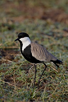 Spur-Winged Plover (Spur-Winged Lapwing) (Vanellus spinosus), Masai Mara National Reserve Spur-Winged Plover (Spur-Winged Lapwing) (Vanellus spinosus), Masai Mara National Reserve