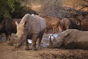 Rhinoceros Collection: Square-lipped Rhino (Ceratotherium simum)