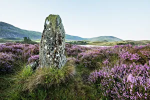 Standing stone and heather, Creggenan Lake, North Wales, Wales, United Kingdom, Europe Standing stone and heather, Creggenan Lake, North Wales, Wales, United Kingdom, Europe