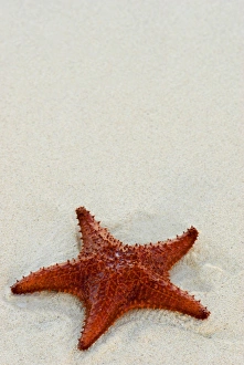 No People Beach Photos Prints: Starfish against a plain white background