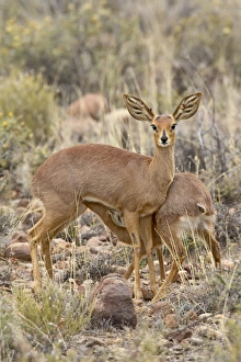 Steenbok (Raphicerus campestris) nursing, Karoo National Park, South Africa, Africa Steenbok (Raphicerus campestris) nursing, Karoo National Park, South Africa, Africa