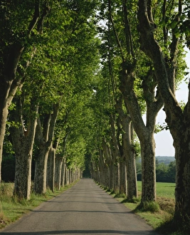 Rural France Scenery Prints: Straight, empty, tree lined road, Normandy, France, Europe